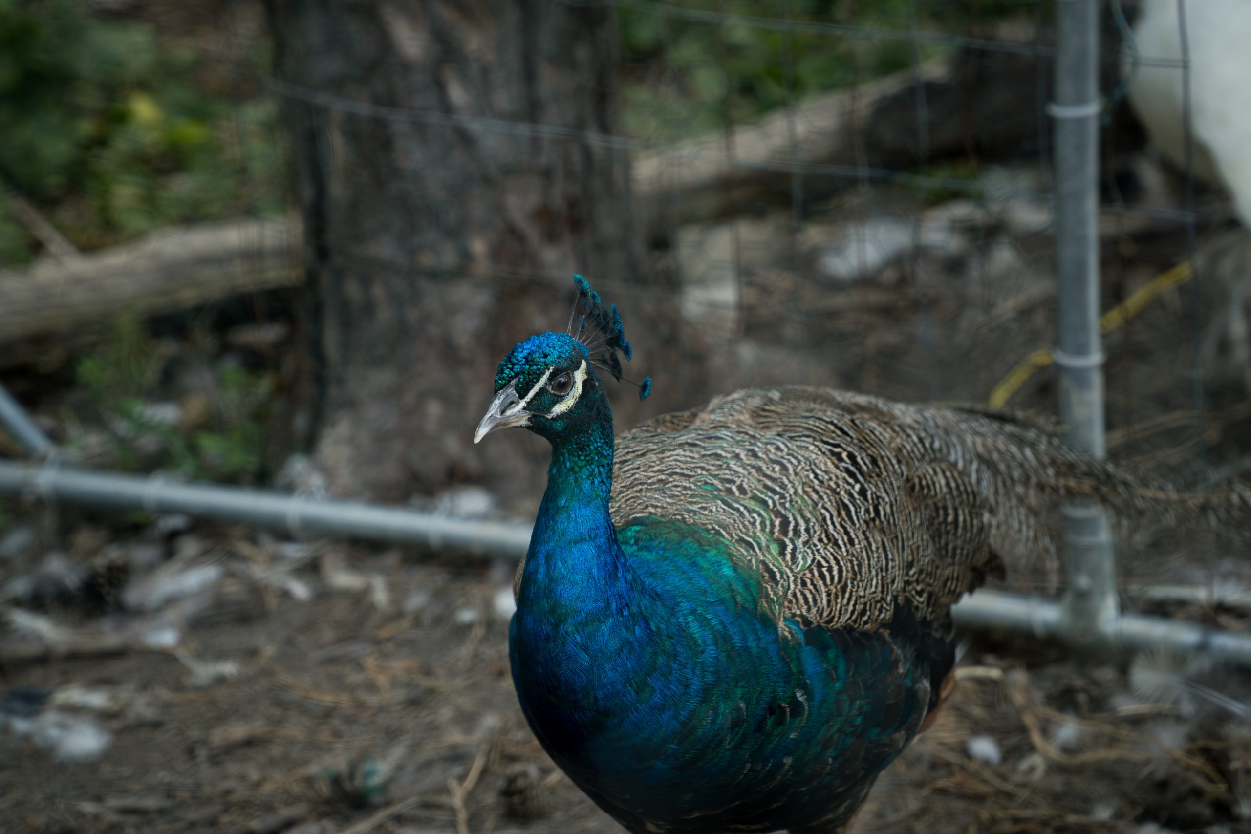 Close-up image peacock