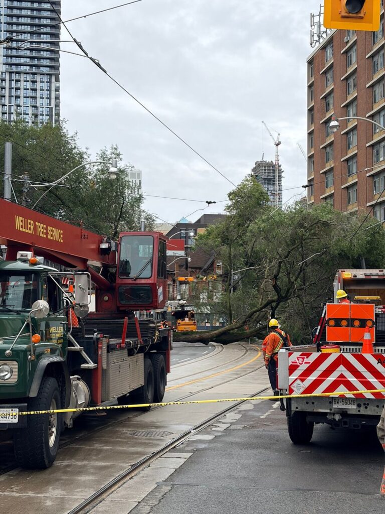 Traffic Disruption in Toronto Due to Fallen Tree