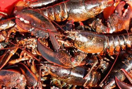 Tariff Changes for Seafood and Trump’s Lake Name Proposal