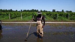 Niagara Winemakers Deal with Aftermath of Heavy Rains