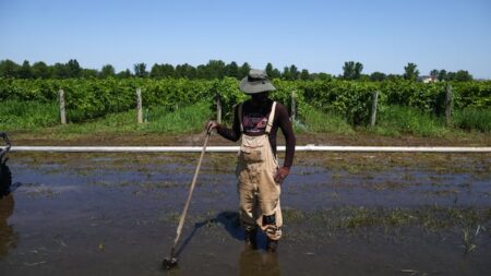 Niagara Winemakers Deal with Aftermath of Heavy Rains Niagara Winemakers Deal with Aftermath of Heavy Rains