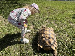 Kingston Celebrates Turtles with Family Fun Kingston Celebrates Turtles with Family Fun