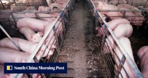 The Unexpected China-Bacon Controversy in US Politics