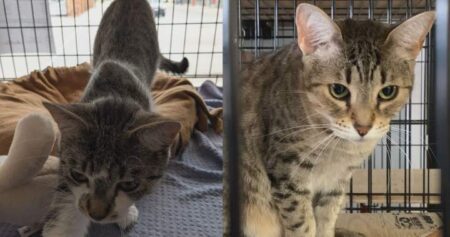 Animal Shelter Struggles with 0K Bill After Cat Seizure Animal Shelter Struggles with 0K Bill After Cat Seizure