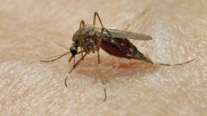 West Nile Virus Found in Ottawa Mosquitoes This Year West Nile Virus Found in Ottawa Mosquitoes This Year