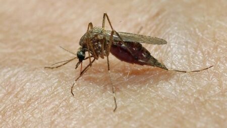 West Nile Virus Found in Ottawa Mosquitoes This Year