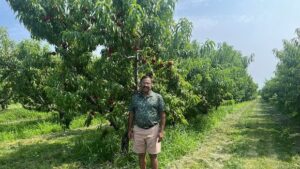 Flooding Threatens Peach Industry in Niagara Region Flooding Threatens Peach Industry in Niagara Region