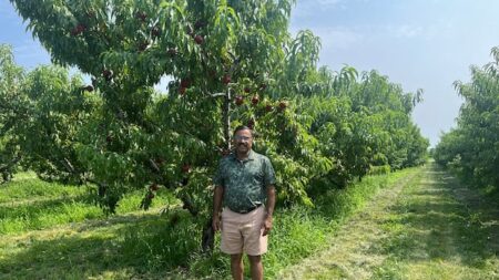 Flooding Threatens Peach Industry in Niagara Region Flooding Threatens Peach Industry in Niagara Region