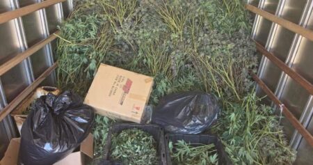 Authorities Shut Down Brampton Cannabis Operation Worth .5M Authorities Shut Down Brampton Cannabis Operation Worth .5M