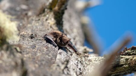 Rabies-Positive Bat Discovered in Burlington, Ontario
