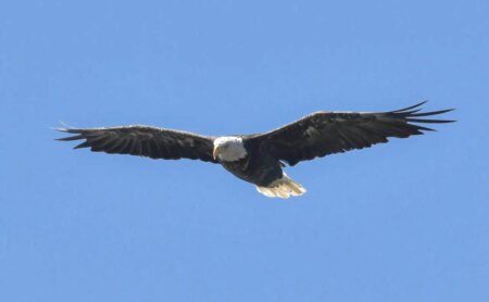 Nature Enthusiast’s Exciting Find of Bald Eagles in Mississauga