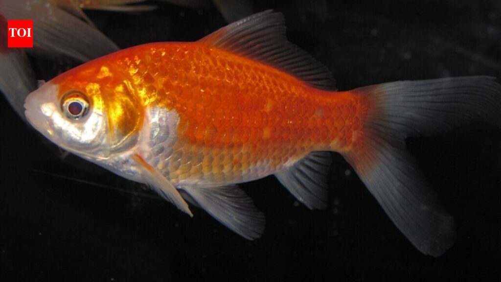 Goldfish in Hamilton Harbour Show Strong Seasonal Habits Goldfish in Hamilton Harbour Show Strong Seasonal Habits