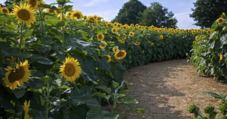 Unique Trail at Ontario’s Sunflower Farm Unique Trail at Ontario’s Sunflower Farm