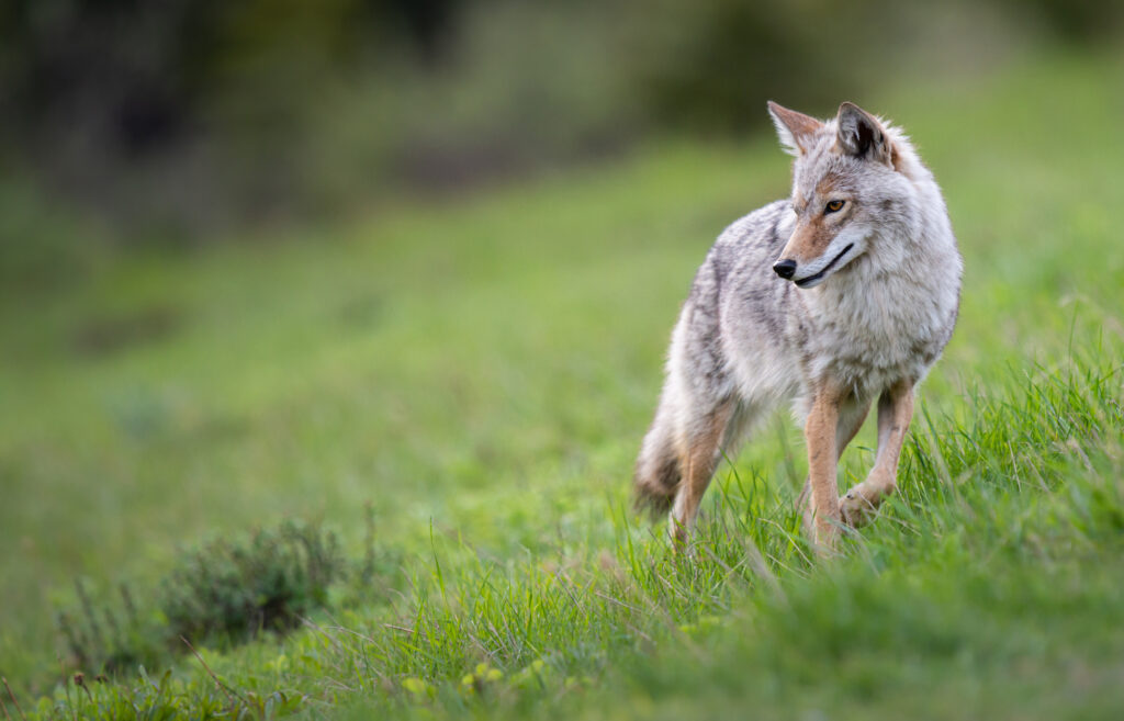 Coyote Bites Toddler in Whitby Coyote Bites Toddler in Whitby