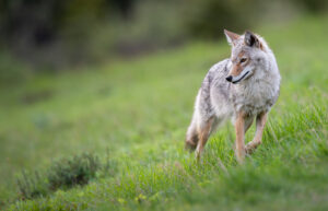 Coyote Bites Toddler in Whitby Coyote Bites Toddler in Whitby
