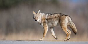 Coyote Bites Toddler at Whitby Playground