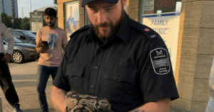 Python Rescued by Local Animal Control in Mississauga Python Rescued by Local Animal Control in Mississauga