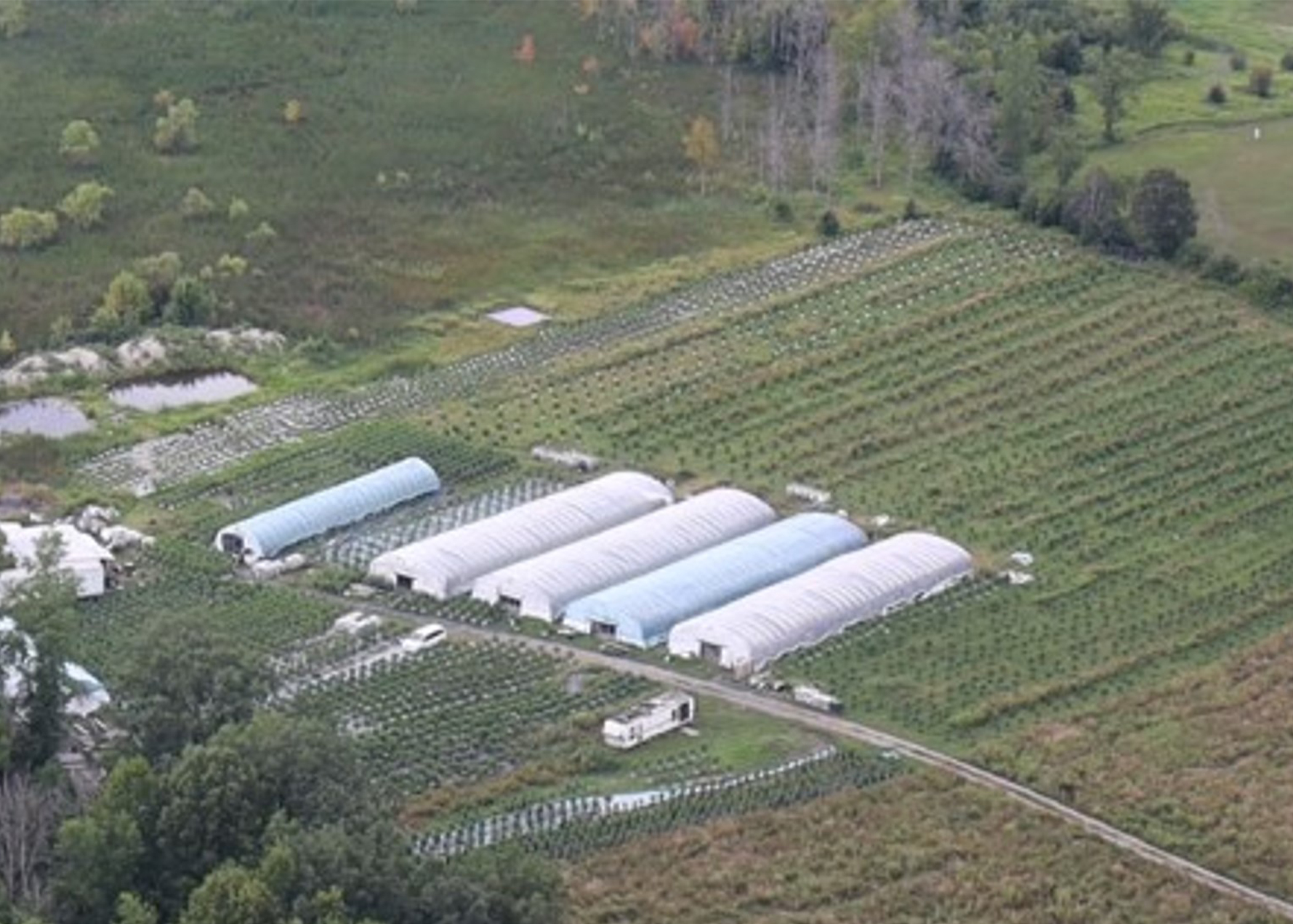 A cannabis farm
