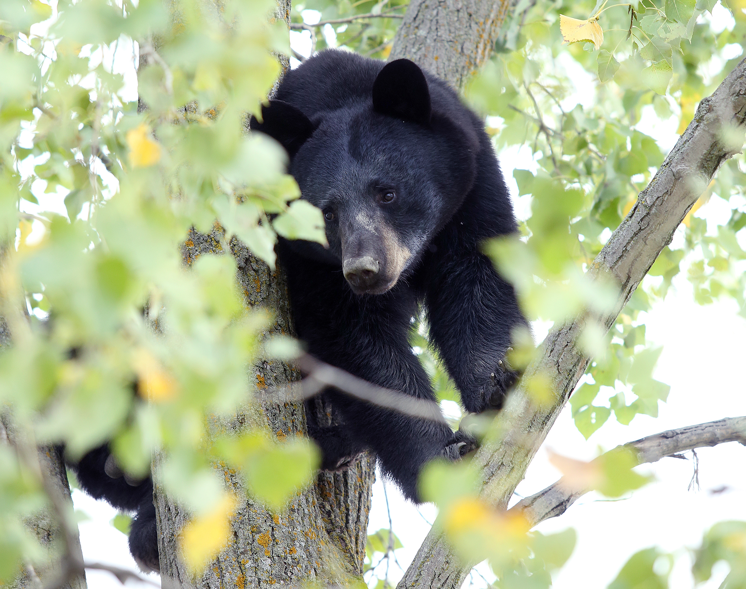 0918 ki bear standalone 03-KI-jpg