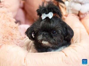 Exciting Highlights from the 2026 Fall Canadian Pet Expo