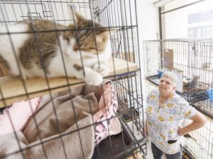 Local Animal Rescue Faces Huge Bill After Cat Seizures