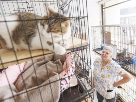 Local Animal Rescue Faces Huge Bill After Cat Seizures