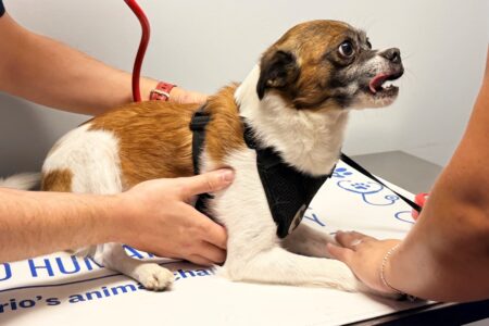 Local Dogs Get Vaccinated on World Rabies Day Local Dogs Get Vaccinated on World Rabies Day