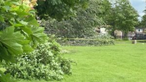 Young Boy Hurt by Falling Tree Branch in Oshawa