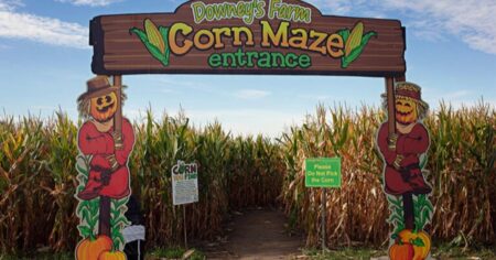 Corn Maze at Downey’s Farm Launches in Caledon Corn Maze at Downey’s Farm Launches in Caledon