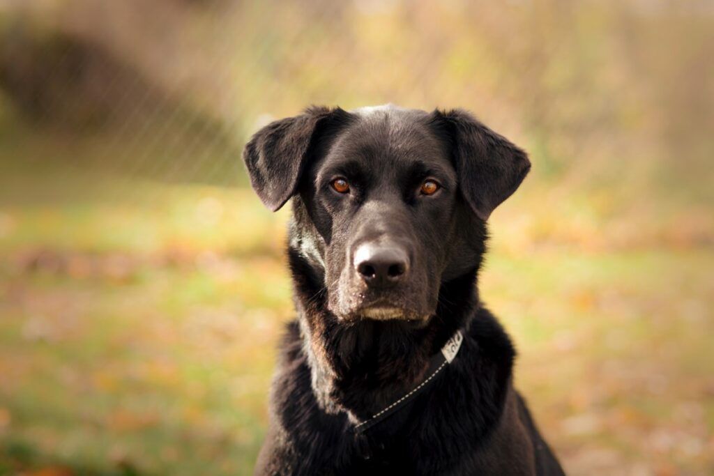Adoption Fees Lowered for Fall Event