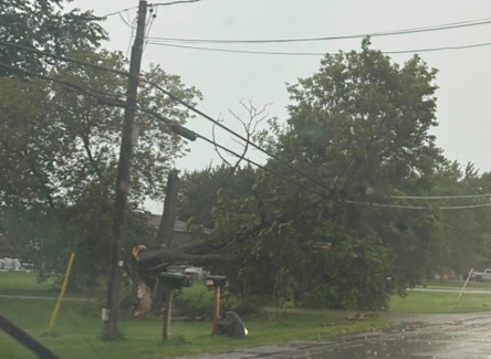Downed tree