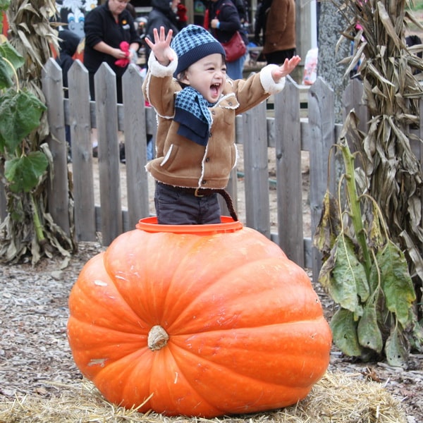 Exciting Fall Festivals in Toronto and the Greater Area Exciting Fall Festivals in Toronto and the Greater Area