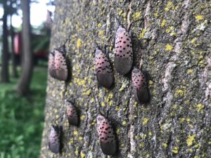 Spotted Lanternfly Makes Its First Appearance in Canada Spotted Lanternfly Makes Its First Appearance in Canada