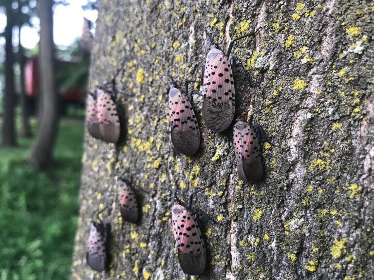 Spotted Lanternfly Makes Its First Appearance in Canada Spotted Lanternfly Makes Its First Appearance in Canada