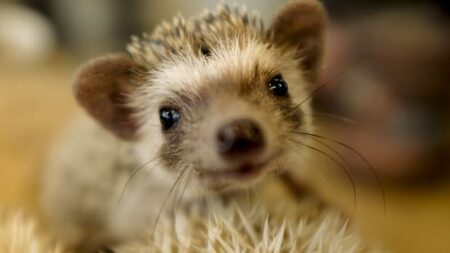 10-Year-Old Girl Advocates for Hedgehog Ownership