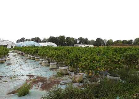 Ontario Provincial Police dismantle illicit cannabis production site in Tyendinaga 