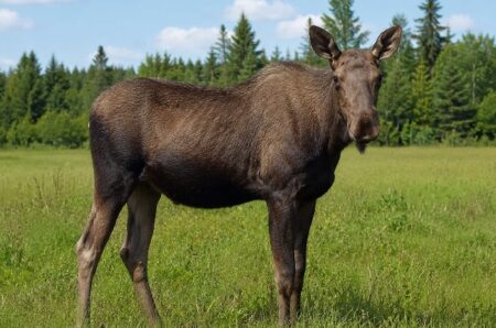 Eastern Ontario Hunters Urged to Assist with CWD Tracking
