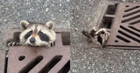 Wildlife Stories Making Headlines