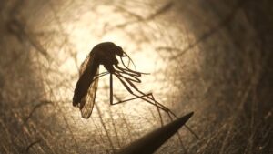 Ottawa has 1st human West Nile case of 2026 Ottawa has 1st human West Nile case of 2026