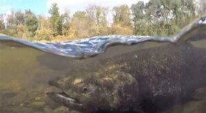 People can see this natural ‘phenomenon’ in the Credit River in Mississauga
