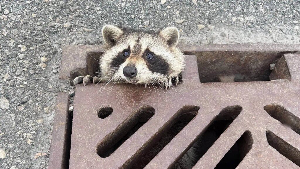 Raccoon Freed from Highway Grate in Ontario