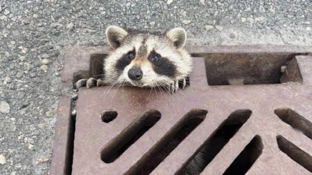 Raccoon Freed from Highway Grate in Ontario