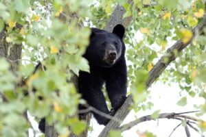 Bear Spotted in Napanee Tree Bear Spotted in Napanee Tree