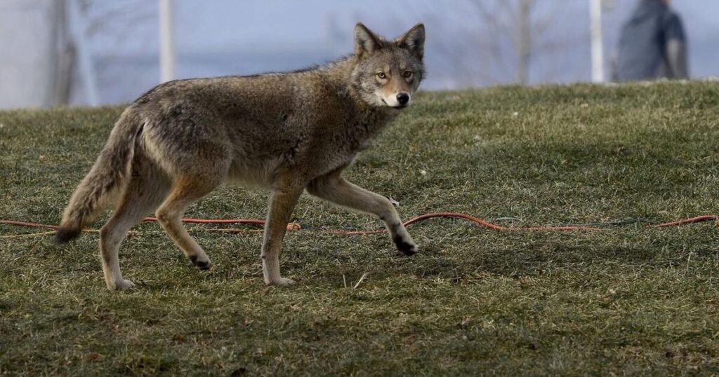 Coyote Bites Toddler in Whitby