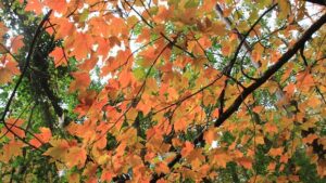 Winter Weather Predictions for Windsor This Year