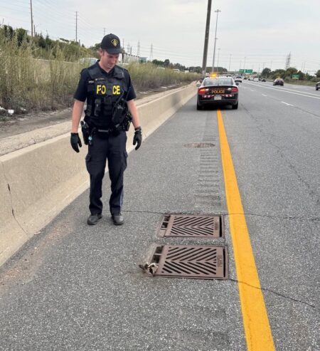 Raccoon Rescued from Highway Drain Raccoon Rescued from Highway Drain