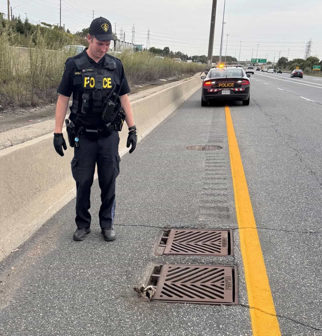 raccoon stuck highway burlington