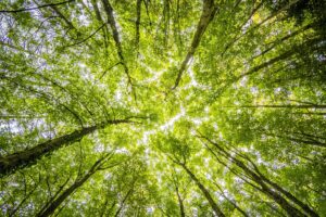 New Stewardship Plan for Lake Simcoe Area Approved