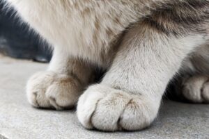 Local Vet Faces Suspension After Cat Surgery Error Local Vet Faces Suspension After Cat Surgery Error