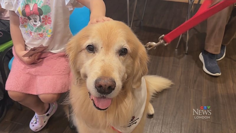 Therapy Dog Mulligan Hits 1,000 Visits Milestone Therapy Dog Mulligan Hits 1,000 Visits Milestone